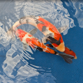 Japanese Koi 10-12"